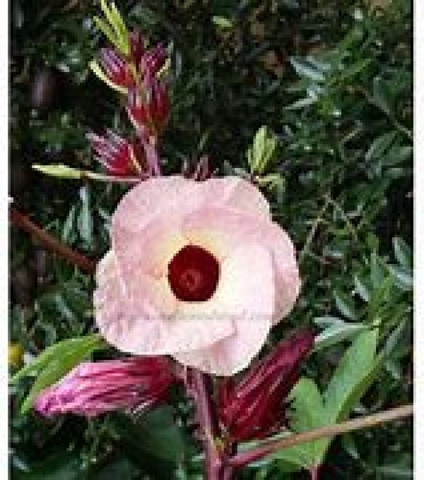 Hibiscus Bio -Hibiscus sabdariffa - Origine Egypte - 50 gr - Copie