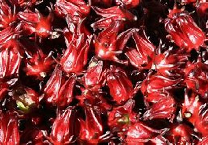 Hibiscus Bio -Hibiscus sabdariffa - Origine Egypte - 50 gr - Copie